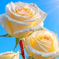 សំឡេងដើម - korng hoeun1🌹