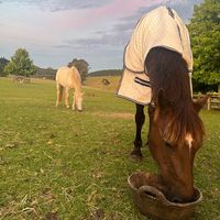 myspicyponies._