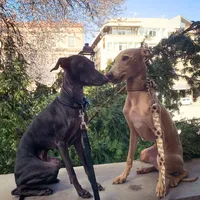 original sound - monza.nola