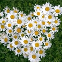 オリジナル楽曲 - ☆ 華音 ☆