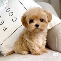 paul.xue6