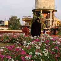 original sound - daffodils243