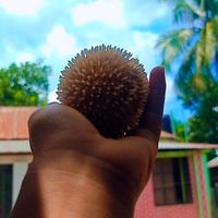 anisharahman2.2