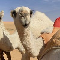الصوت الأصلي