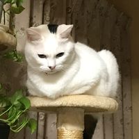 オリジナル楽曲 - ジュディ