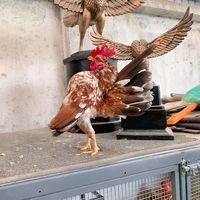 nhạc nền - BĐ Serama