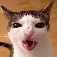 original sound - SHRX•Striker✓