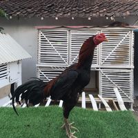 kmtfram