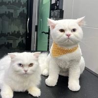 khanitta_151