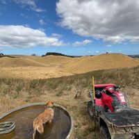 nz_shepherd230
