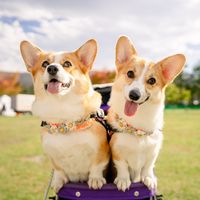 komugi_corgi09