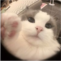 _minija