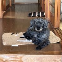 minominost_1079