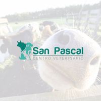 sanpascal.vet