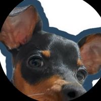 tsubakiminiaturepinscher