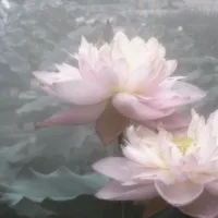 Я популярити