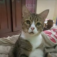 suara asli - miaw