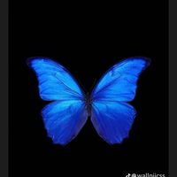 เสียงต้นฉบับ - 🦋