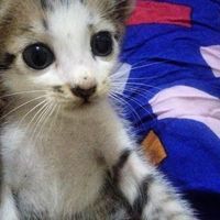 pakriooox_id