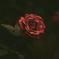 ns_story5