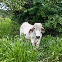 original sound - darlindelcid103