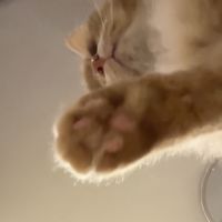 neko3nyan