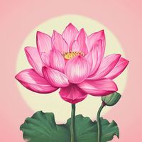 เสียงต้นฉบับ - บัวชมพู