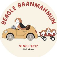 beaglebaanmahmun