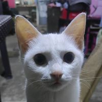 original sound - John 👑