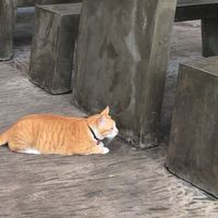 meownoy.tarr