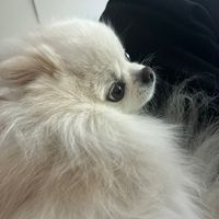 오리지널 사운드 - Belllrain