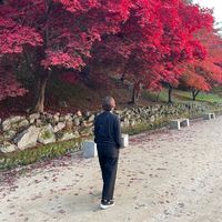 오리지널 사운드 - tulip_jinstar