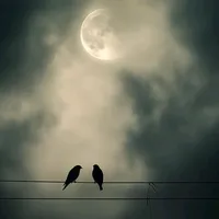 original sound - beautiful.nature4748