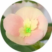 オリジナル楽曲 - みんた🎲🍀