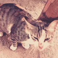 original sound - big.man3847