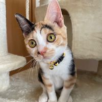 オリジナル楽曲 - 三毛猫あんちゃん