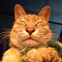 kk_113315