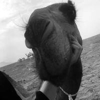 2lird
