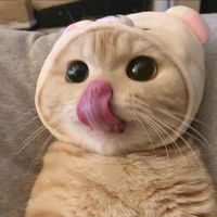 เสียงต้นฉบับ - เจ้าแมวส้ม.♡🐈