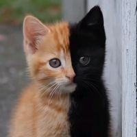 မူရင်းအသံ - mg myo 4367