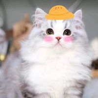 shimmer_qqq