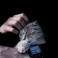 الصوت الأصلي