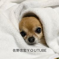 user9679388871608