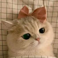 fyp.kuuu
