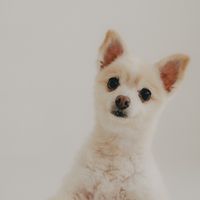 marshmallow_arch