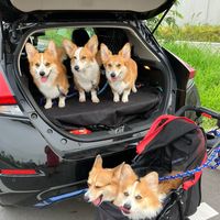 everydaycorgi2023.6