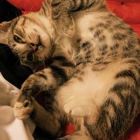 suara asli - Dwi Snt
