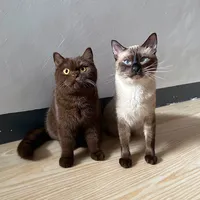 original sound - tofurfect
