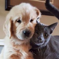 ohhoyandfriends