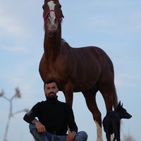 al_basha_riding_club